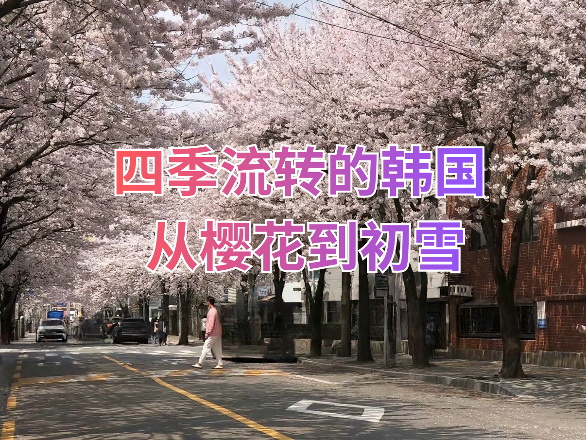 四季流转的韩国;从樱花到初雪的一场风景旅行
