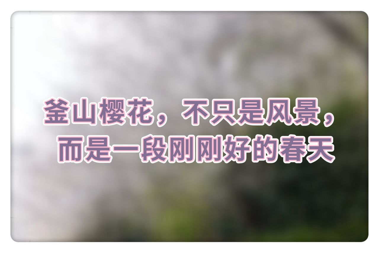 釜山樱花，不只是风景，而是一段刚刚好的春天